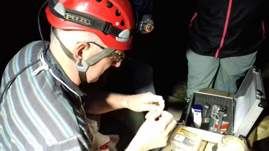 Fledermausexperten Herr Frömert beringt die Rauhautfledermaus. Foto: Christel Römer