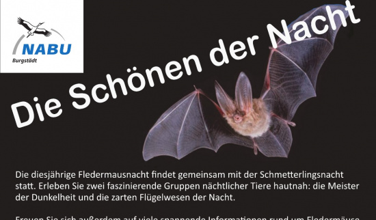 Einladung zur Fledermaus- und Schmetterlingsnacht am 16.08.2025. Foto: Sylvia Malz