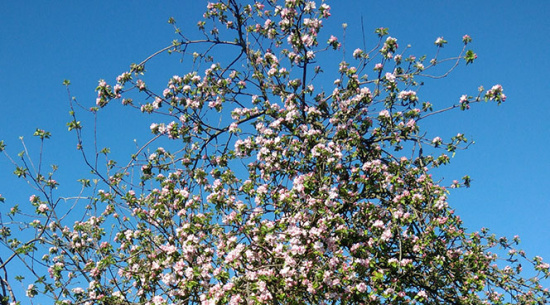 Goldparmäne am 21. April 2019 Foto: Catrin Just