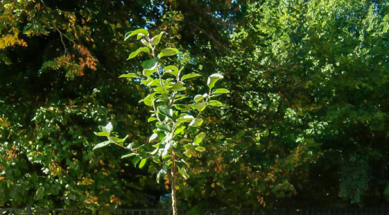 Sächsischer Königsapfel Foto: Catrin Just