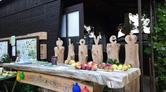 Sortenbestimmung auf dem NABU Apfellehrpfad in Burgstädt Foto: Catrin Just