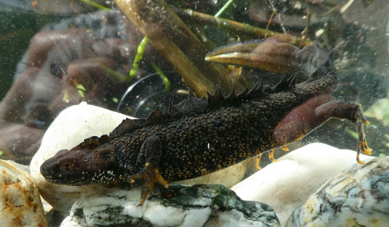 Kammolch. Foto: Joachim Röder