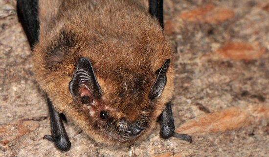 Zwergfledermaus Foto: Elke & Reimund Francke